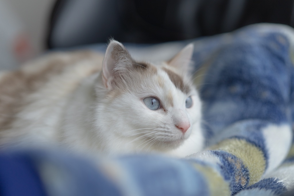 猫の生活
