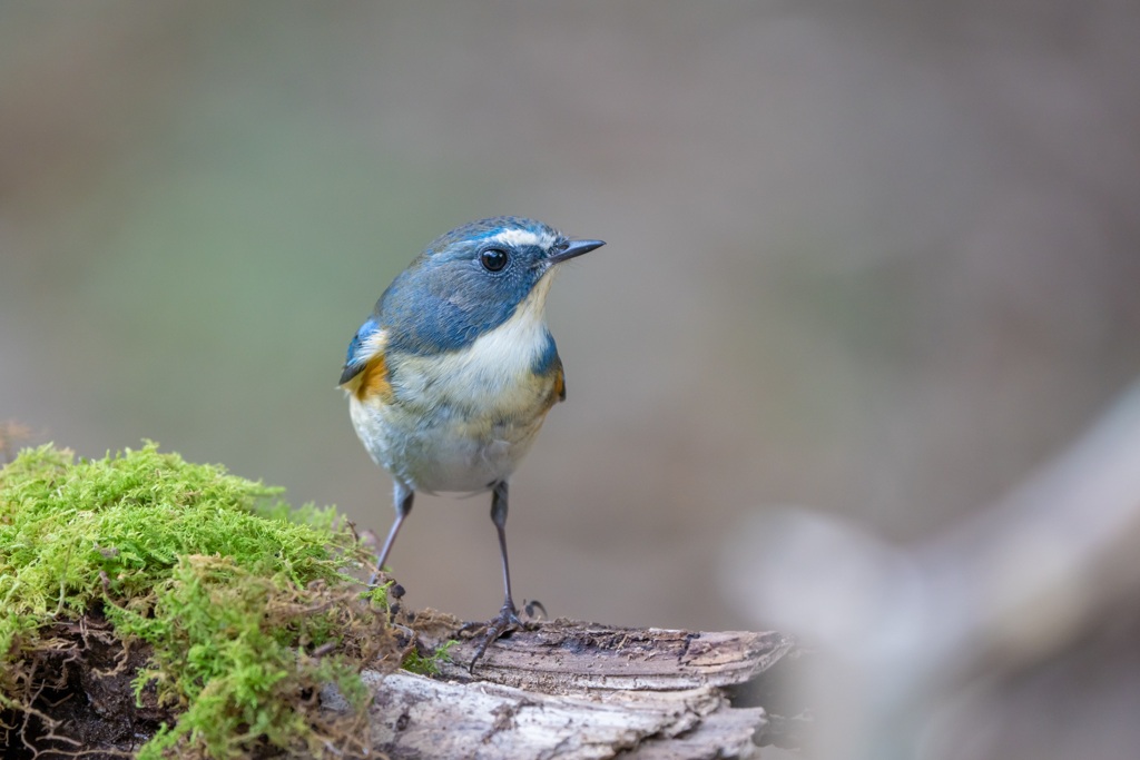 Happy blue bird