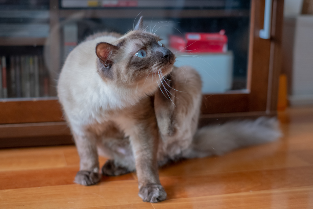 猫の休日２