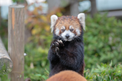 動物園のアイドル！