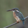 お久の野鳥撮影で、ストレス発散⤴︎