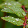 雨上がりの朝