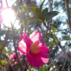 道端の花