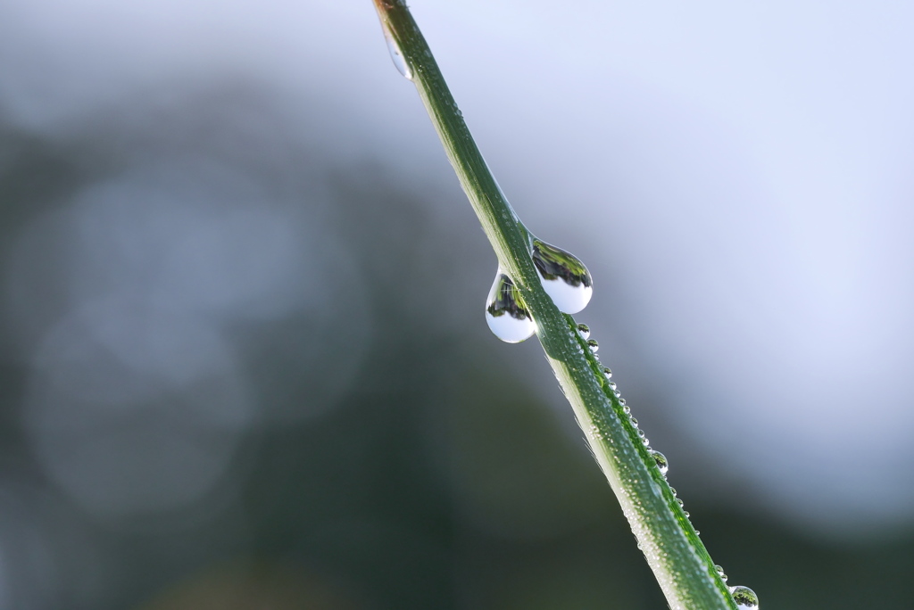 雨上がりシリーズ