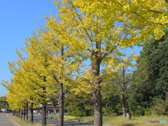 国営昭和記念公園