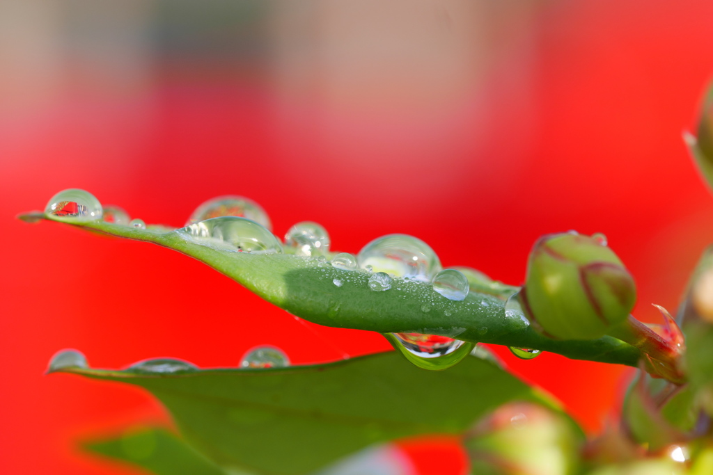 雨上がりの朝