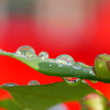 雨上がりの朝