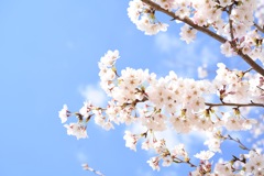 いつぞやの桜