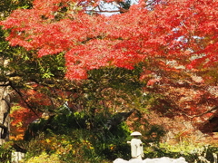 於　池田　久安寺。