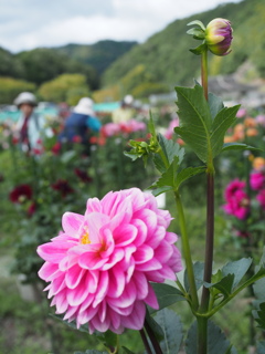 於　黒川ダリヤ園。