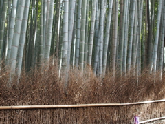 於　嵯峨野竹林。