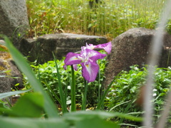 於　大阪城北公園。