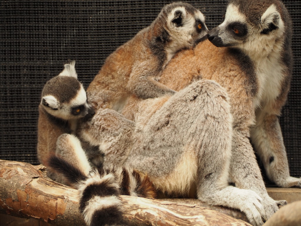 於　神戸　動物王国。