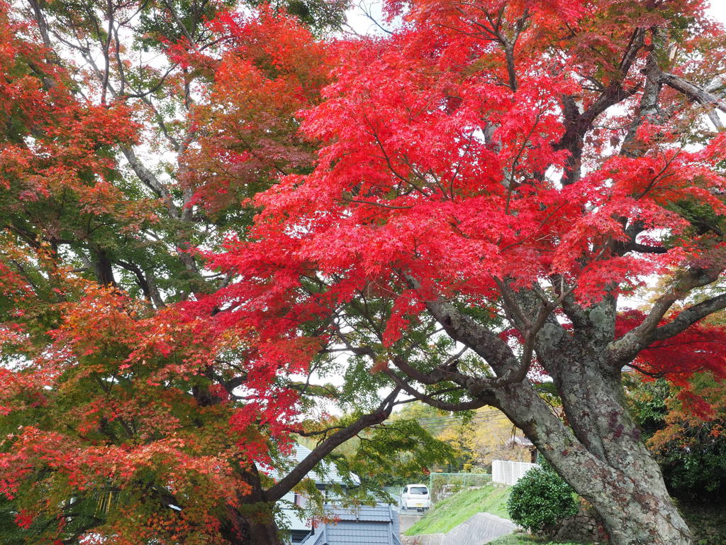 於　有馬　瑞宝寺公園。