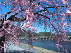於　嵐山河川敷