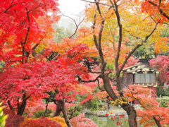 於　神戸　相楽園。