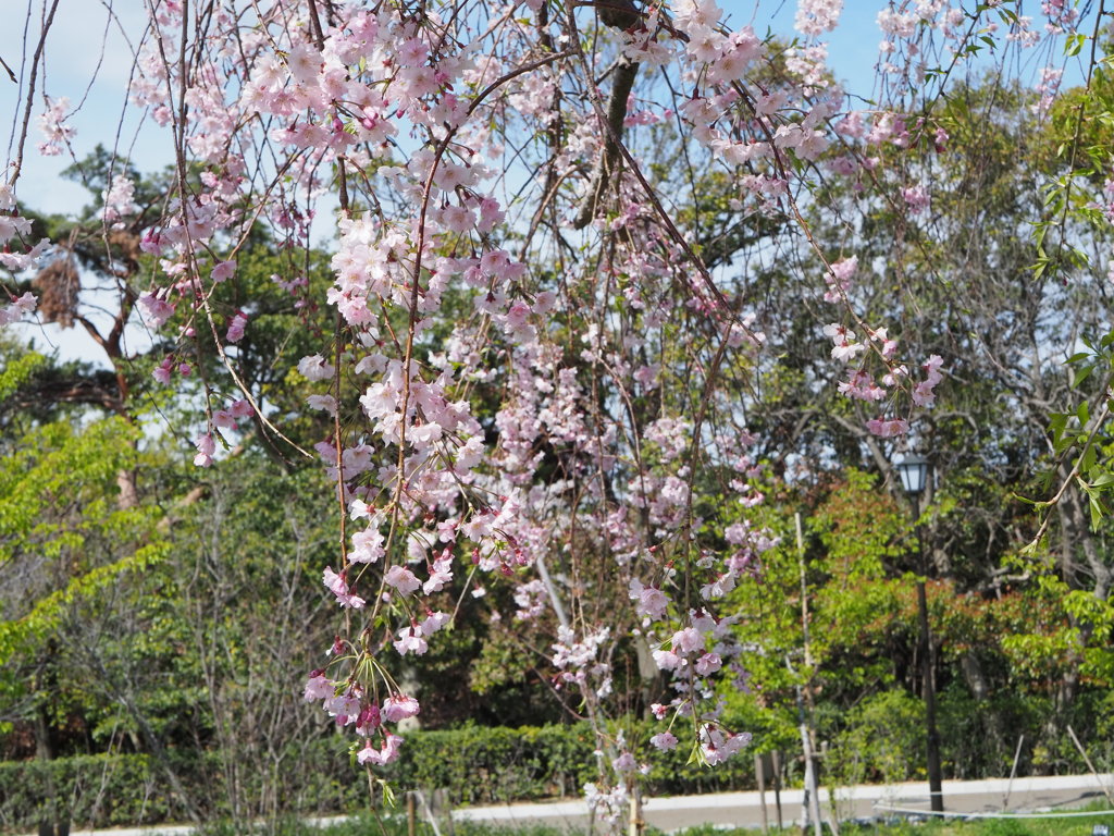於　我が町の公園
