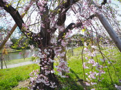於　我が町の公園