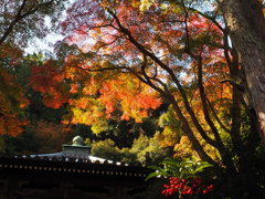 於　池田　久安寺。