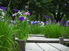 於　尼崎農業公園。