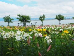 於　大阪舞洲百合園