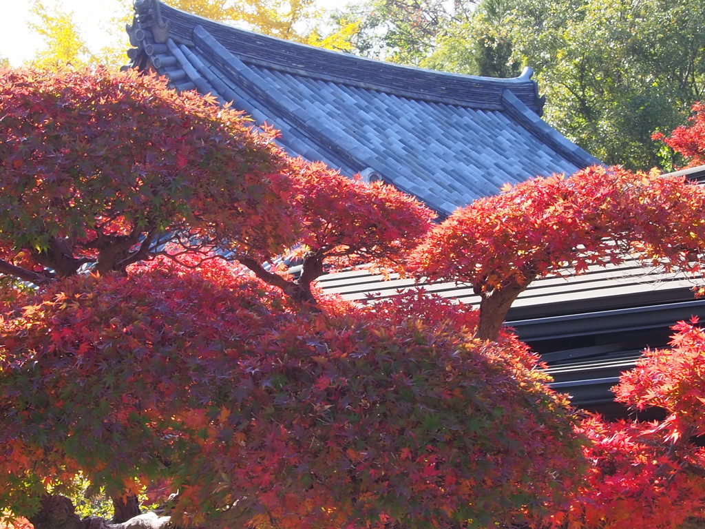 於　池田　久安寺。