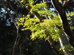 於　池田　久安寺。