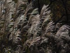 於　神戸森林公園。　