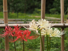 於　千里万博記念公園。