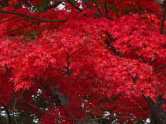 於　有馬　瑞宝寺公園。