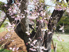 於　我が町の公園