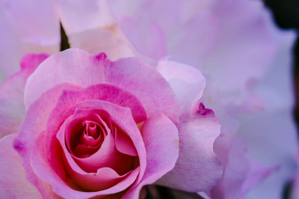 薔薇の渦