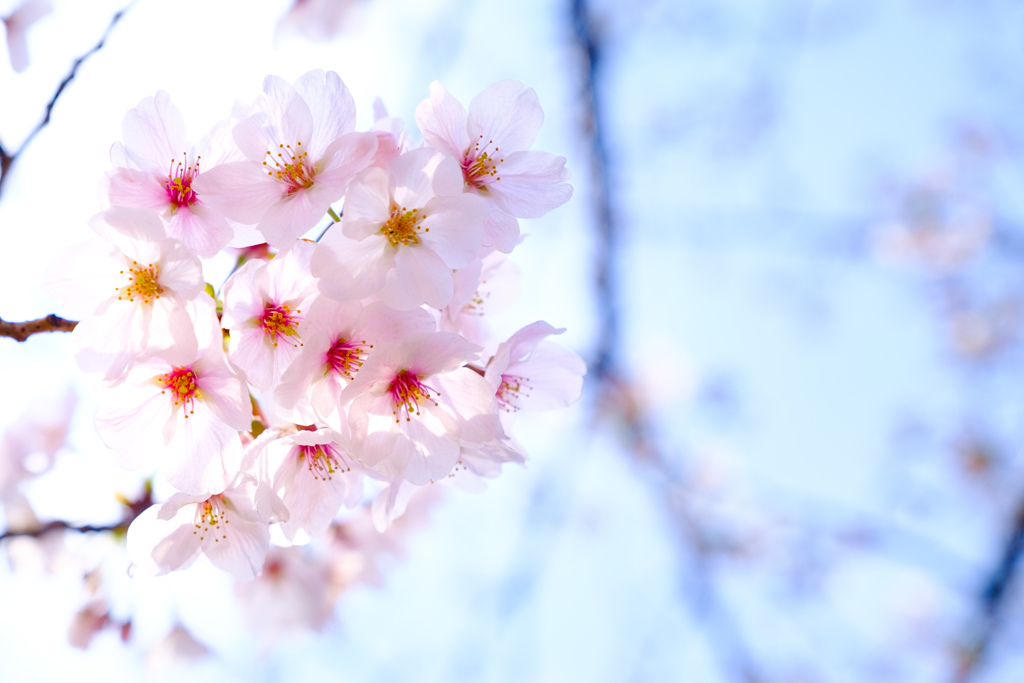 桜の接写