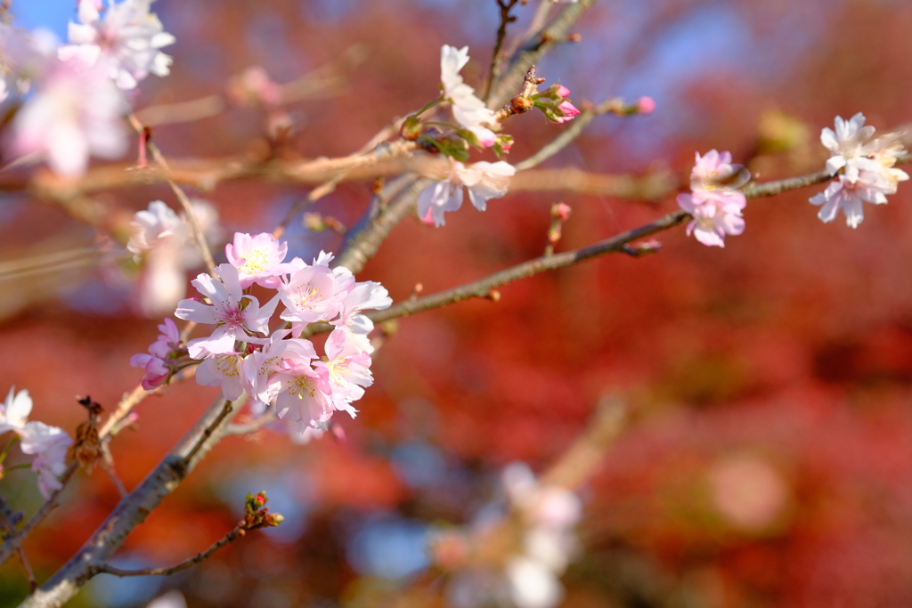 桜と赤