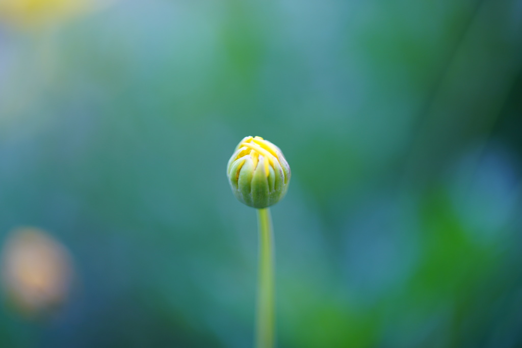 花のつぼみ