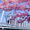 河津桜と電車