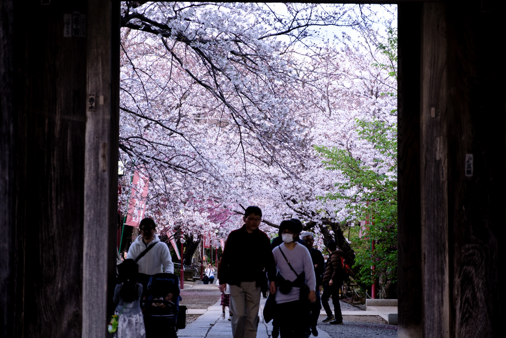 門から見た桜