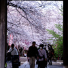 門から見た桜