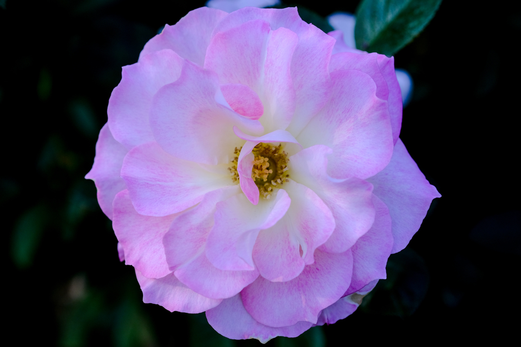 淡いピンクの薔薇