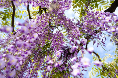 藤の花