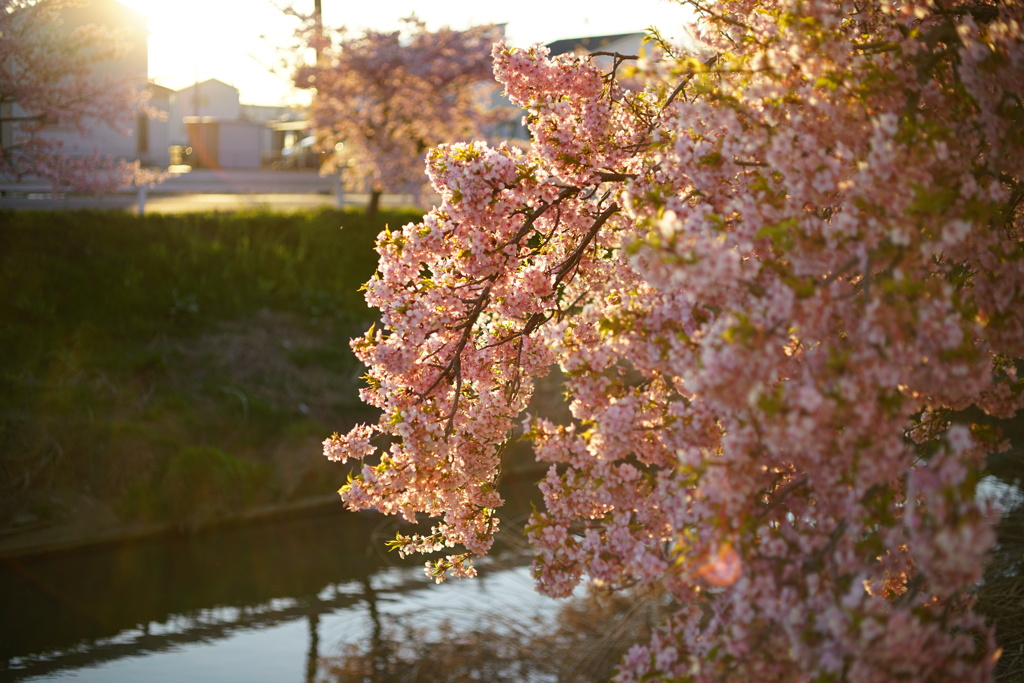 夕焼けの河津桜