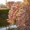 夕焼けの河津桜