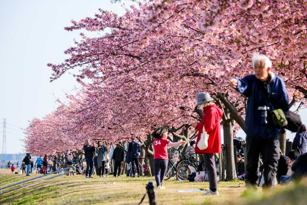 河津桜並木