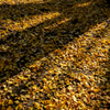 落ち葉の絨毯と影