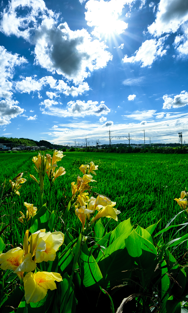 夏の青空