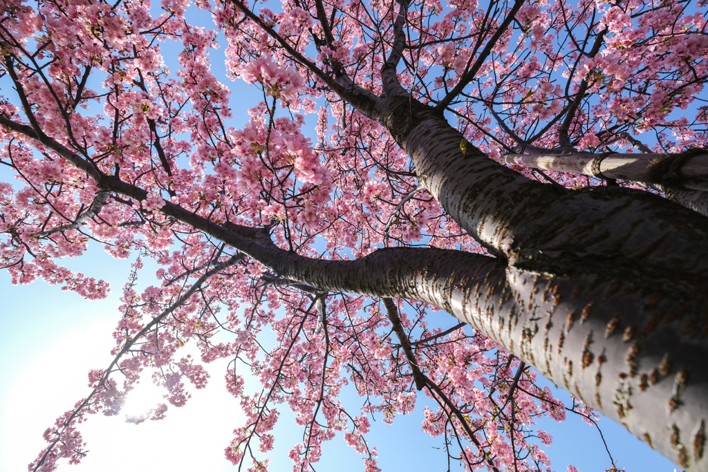 河津桜の根元から