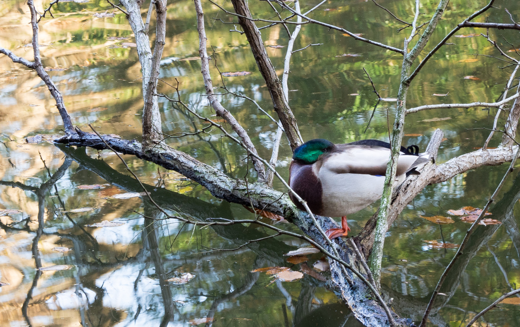 公園のカモ