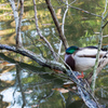 公園のカモ