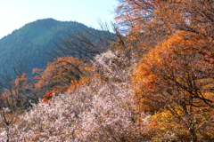 桜と紅葉