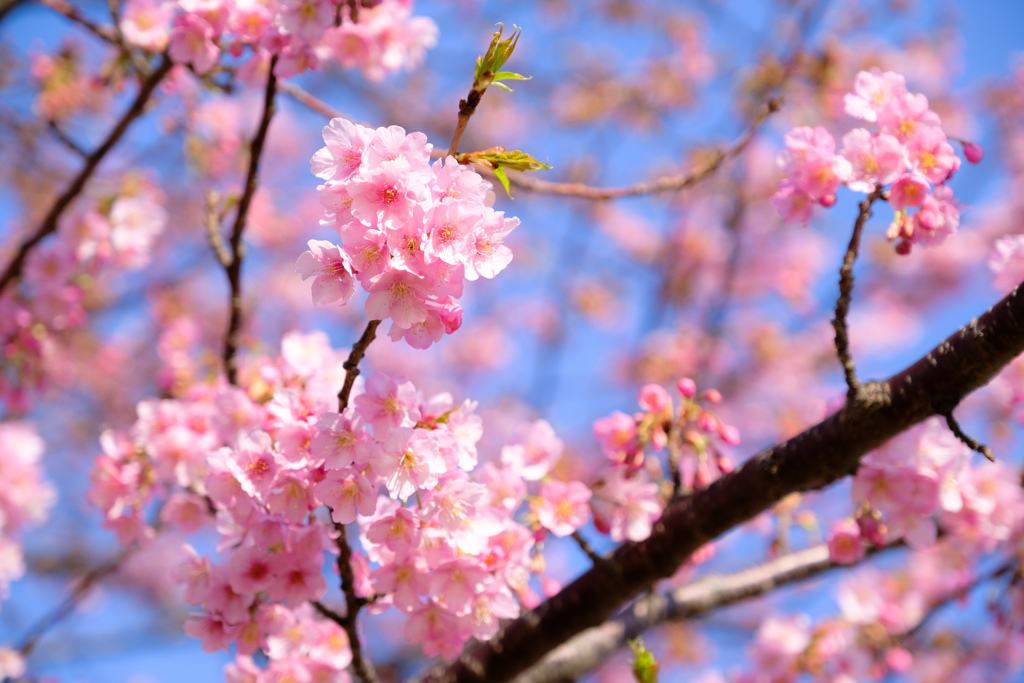 河津桜